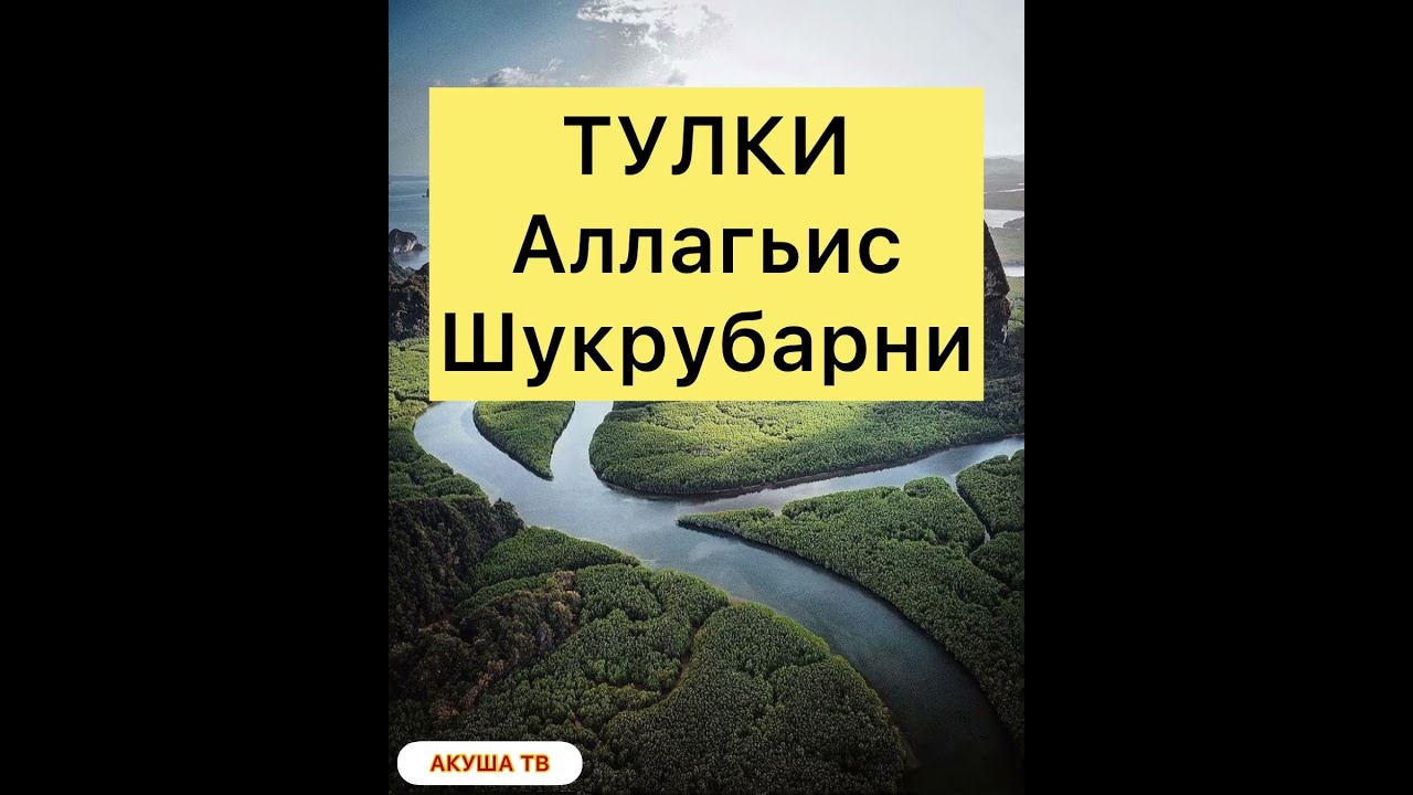 ТУЛКИ АЛЛАГЬИС ШУКРУБАРНИ АКУША