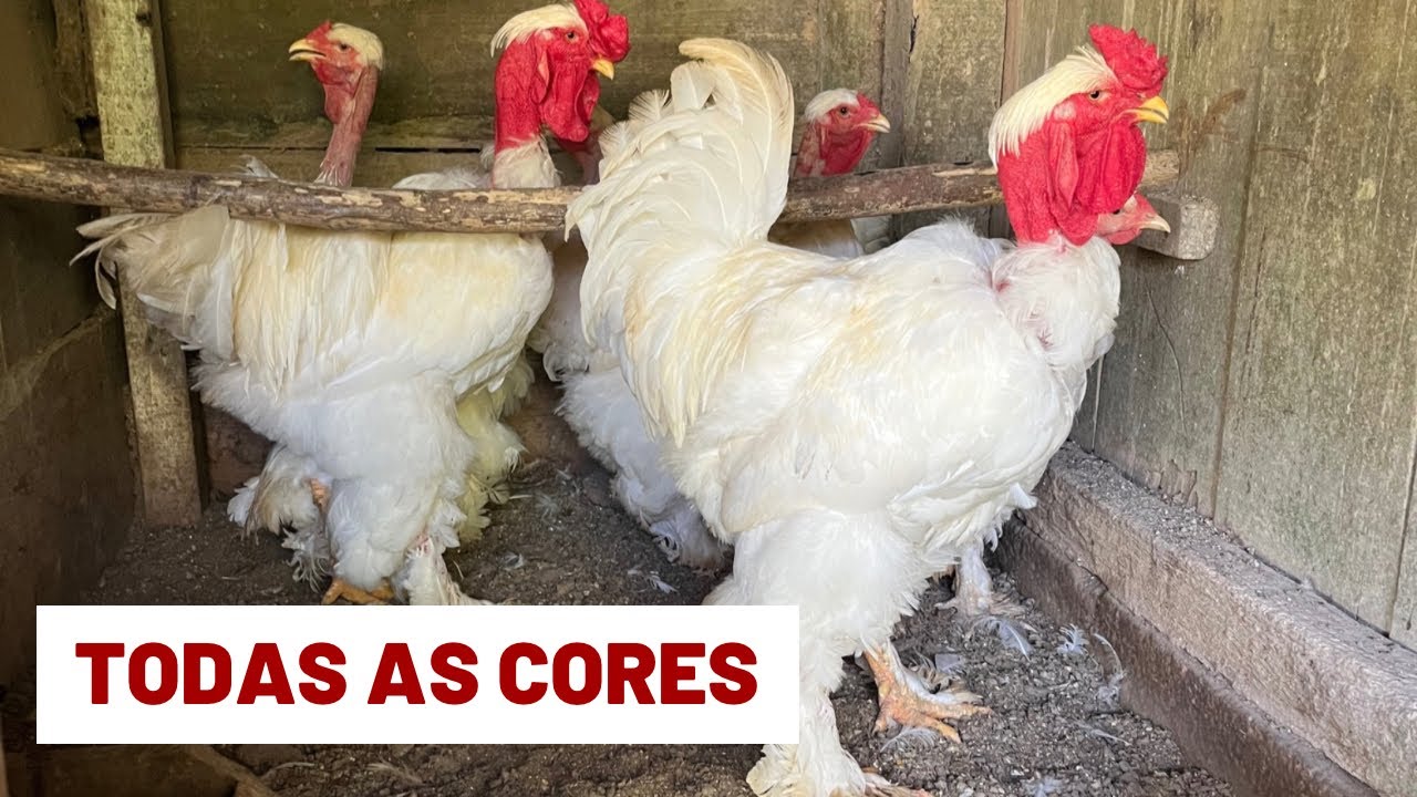 Brahmas Polacos: nosso plantel | Coração Campeiro