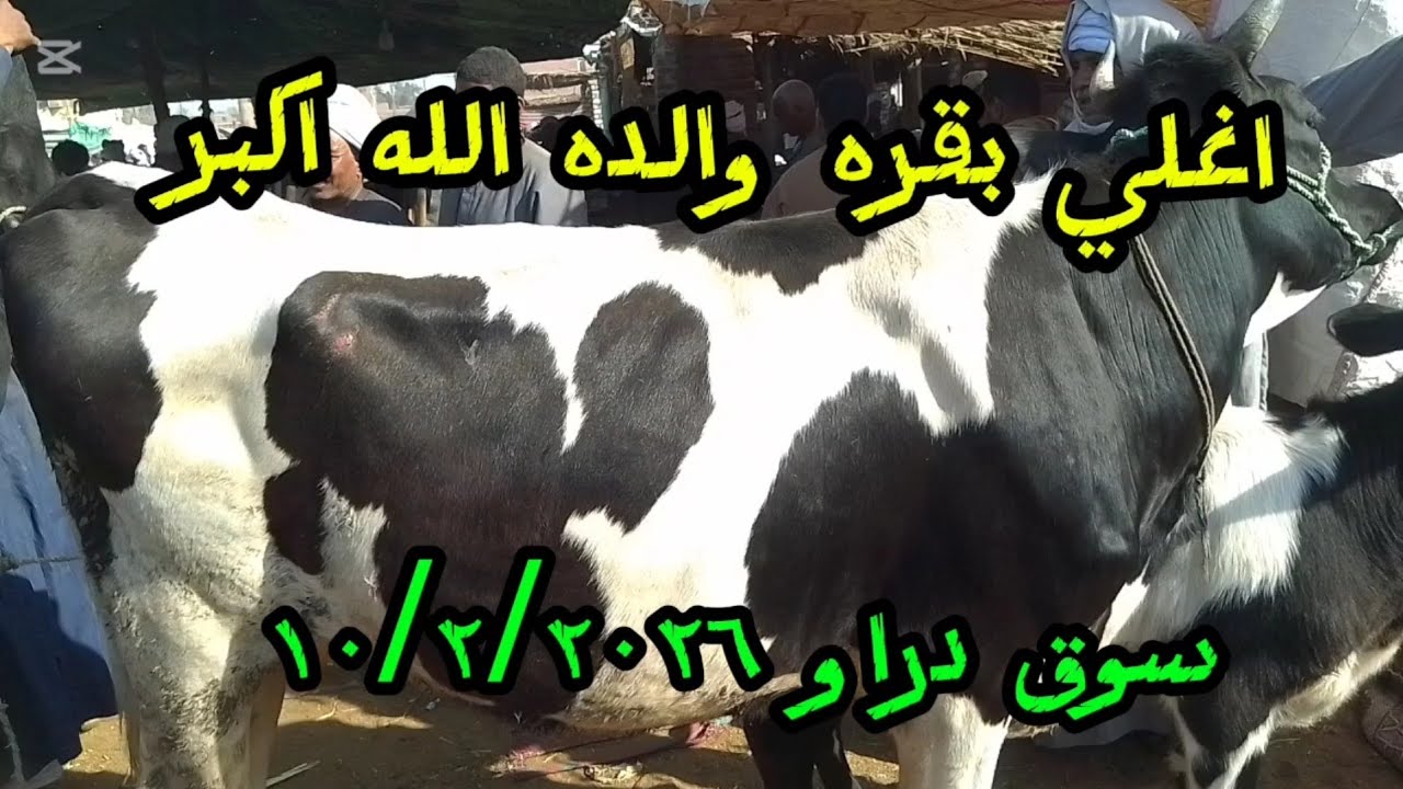 اسعارالبقر الوالد داخل سوق دراو ١٠ فبراير ٢٠٢٦