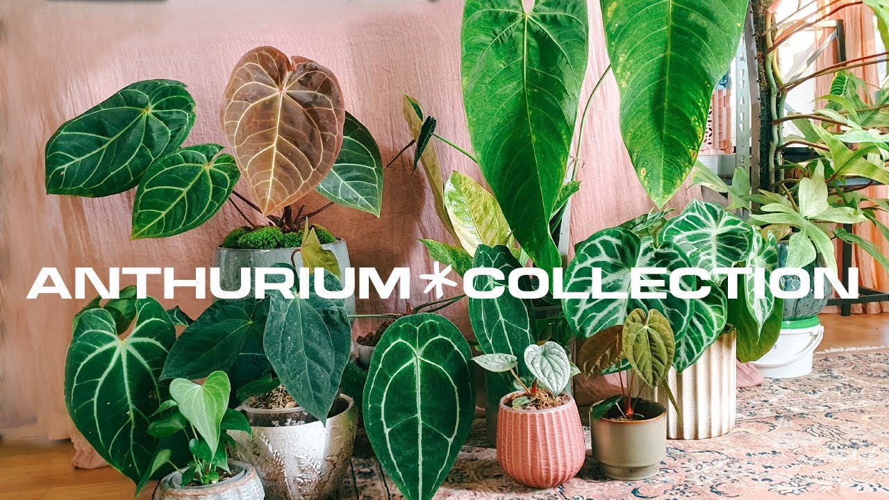 anthurium collection - was ich alles gelernt habe