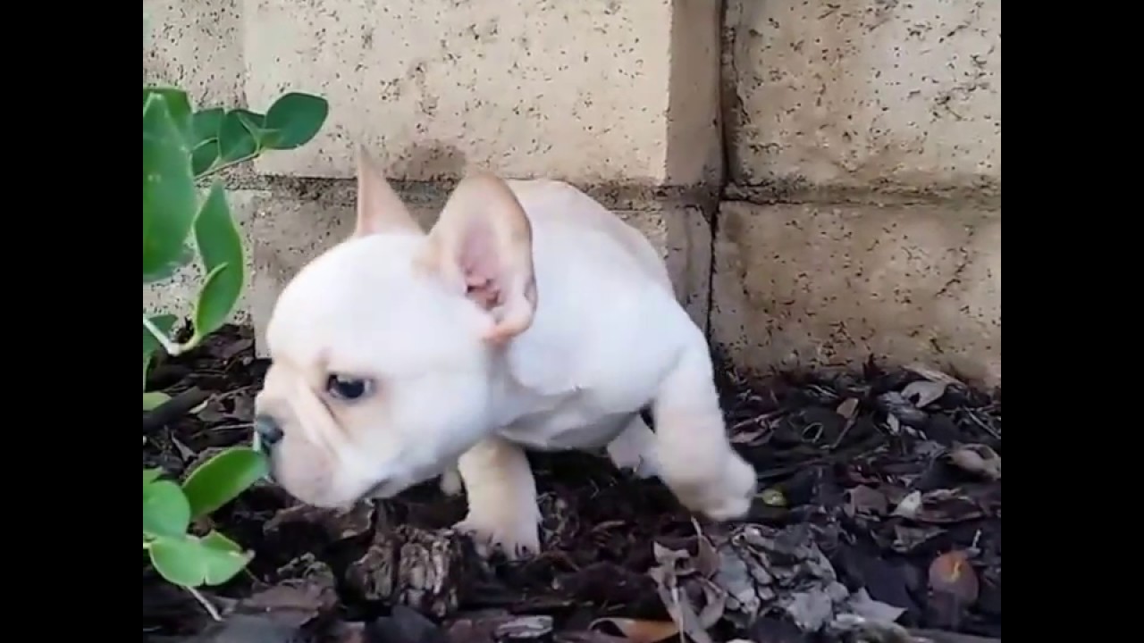 Zeus the French Bulldog
