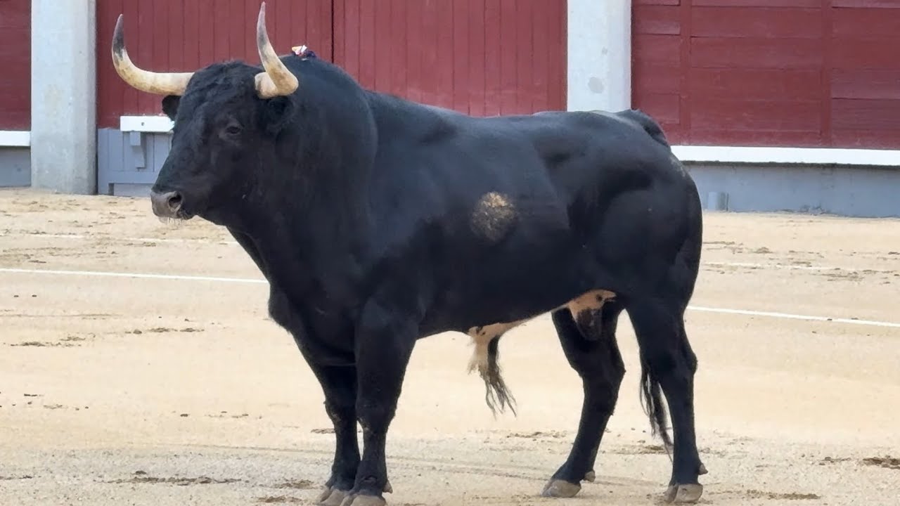 Salida 4&ordm; toro de MURTEIRA GRAVE: 