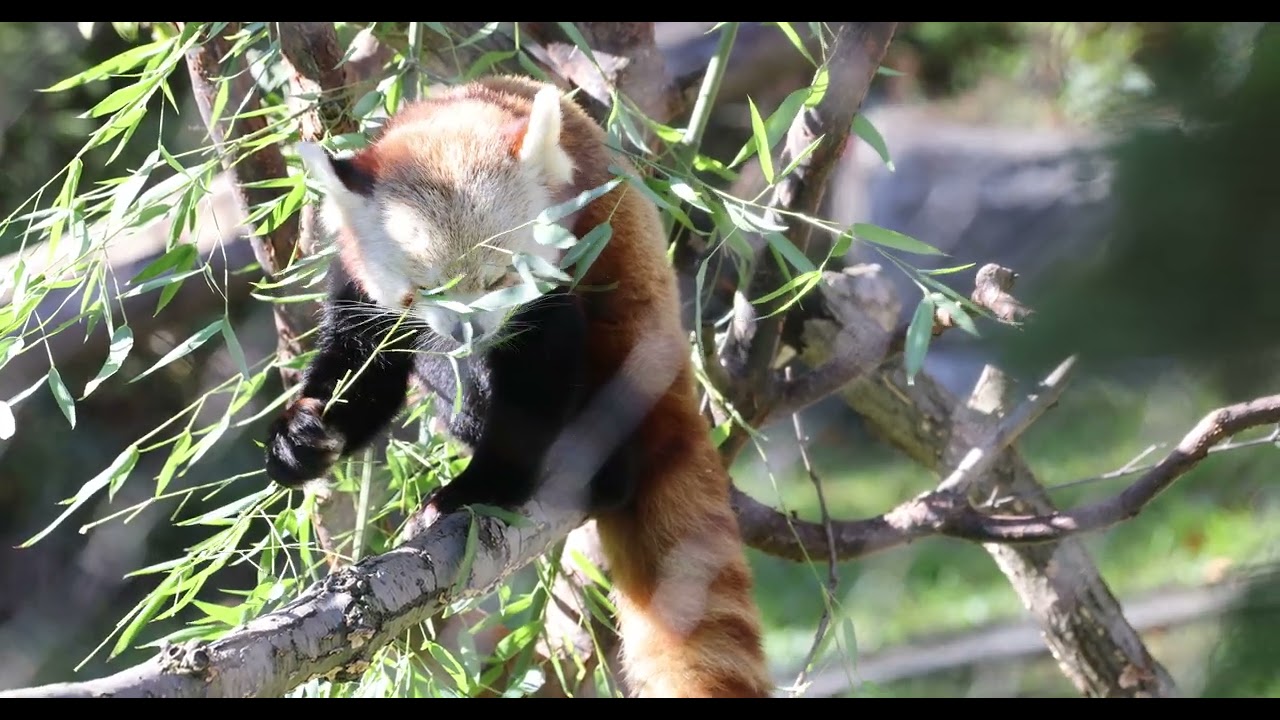 Red Panda and the Branch of Fortune