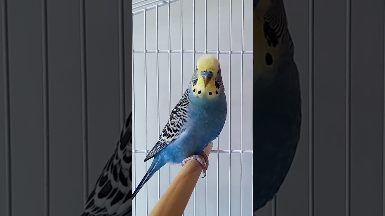 Arquimedes, o Periquito Australiano, IMITANDO o CANTO do p&aacute;ssaro Trinca-Ferro #periquitos #shorts
