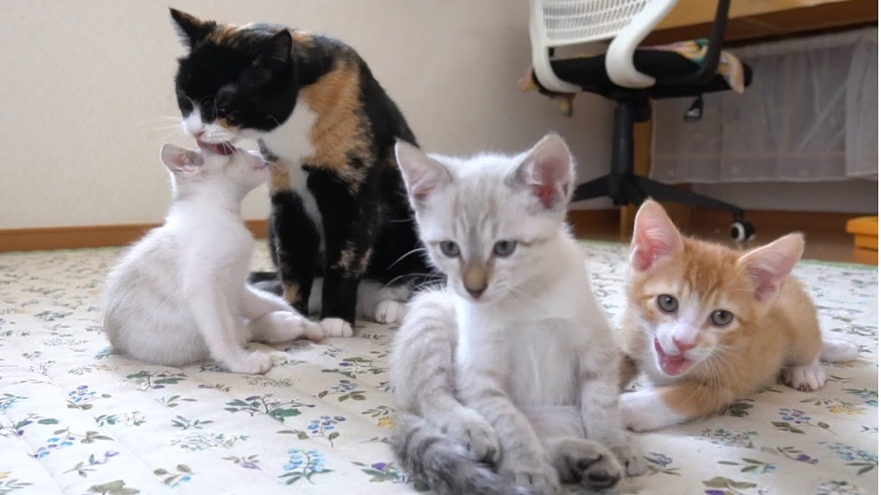 【生後55日】３匹の子猫を我が子のように可愛がる猫【保護子猫】