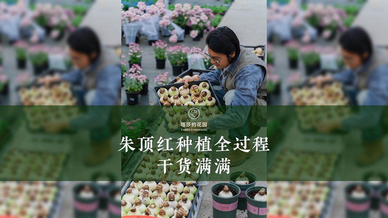 朱顶红种植全过程，干货满满