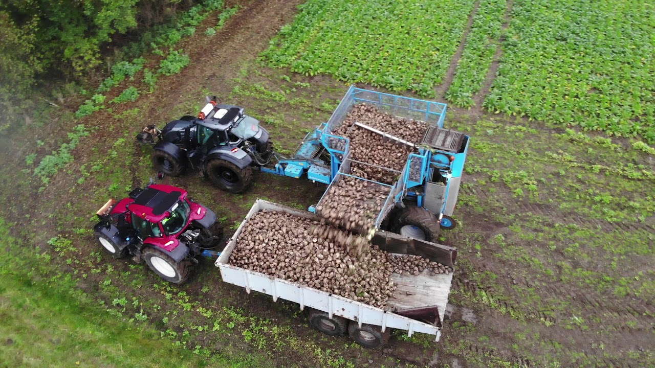 Sugar beet harvest in Sweden