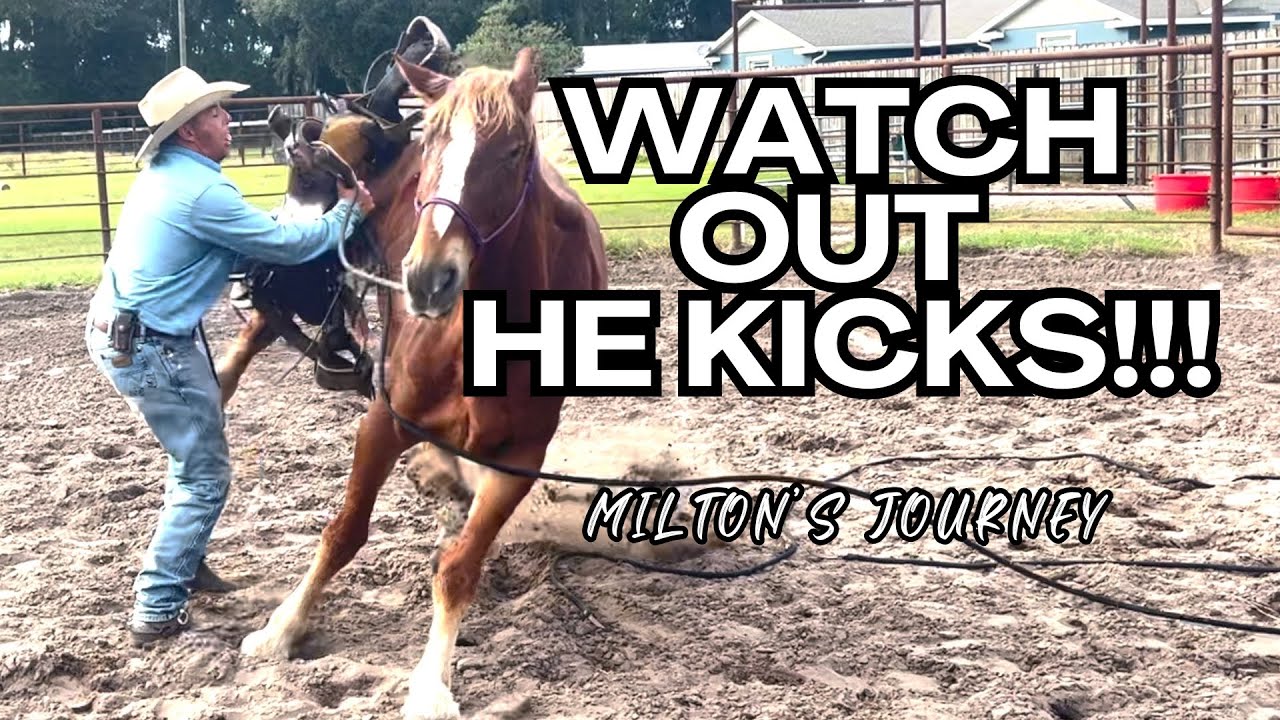 Milton, This Horse Kicked Me More Than All Other Horses COMBINED!