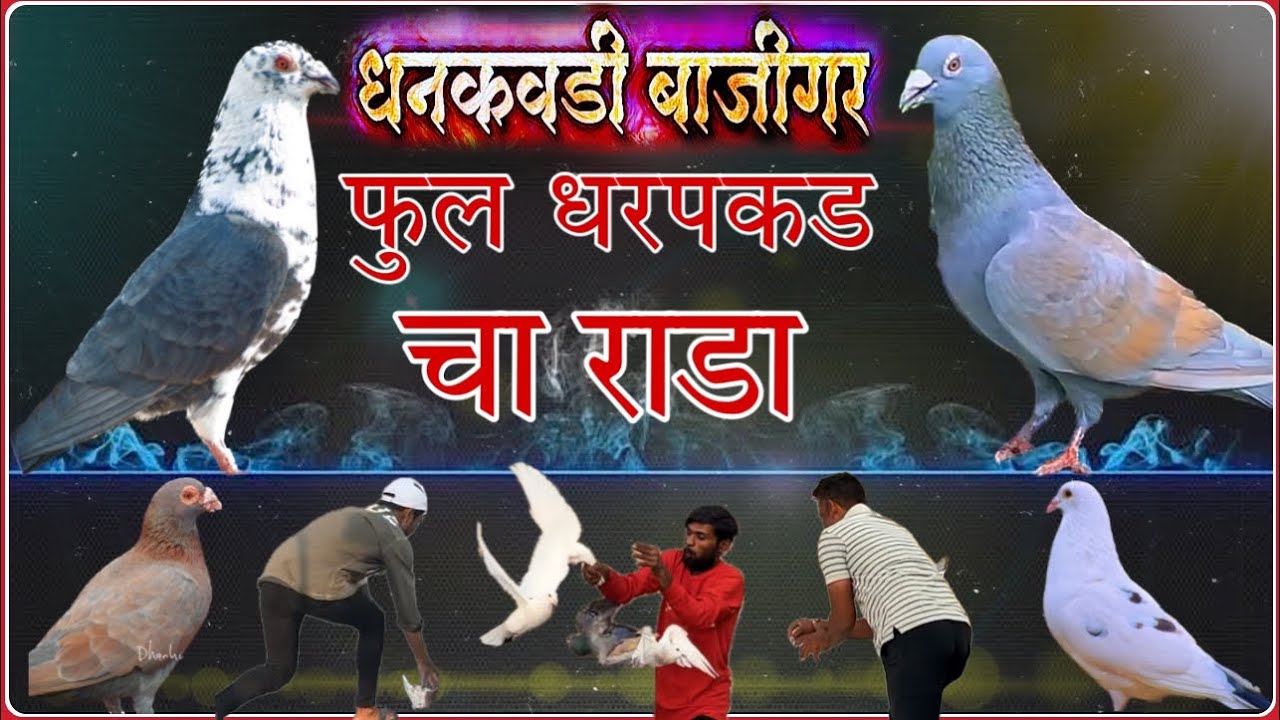 धनकवडी बाजीगर ची हवा चालु होण्या आधीच नुसती धरपकड चालु💥🕊️🔥#bird #pigeon #kabootar