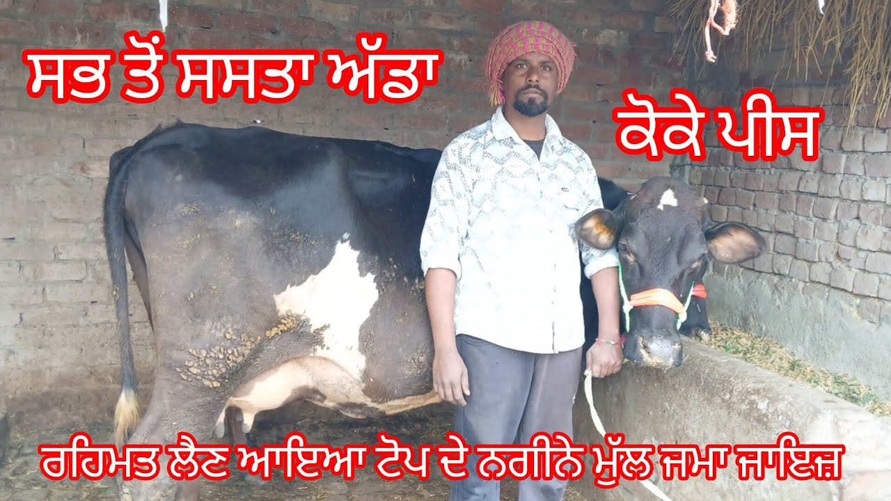 ਦੋ ਵੈੜਾ ਜਾਇਜ ਮੁੱਲ ਸਭ ਤੋਂ ਸਸਤਾ ਅੱਡਾ ਉਡਦੀਆਂ ਵਾਲੇ ਰੇਟ /cow for sale /cheema dairy farm 