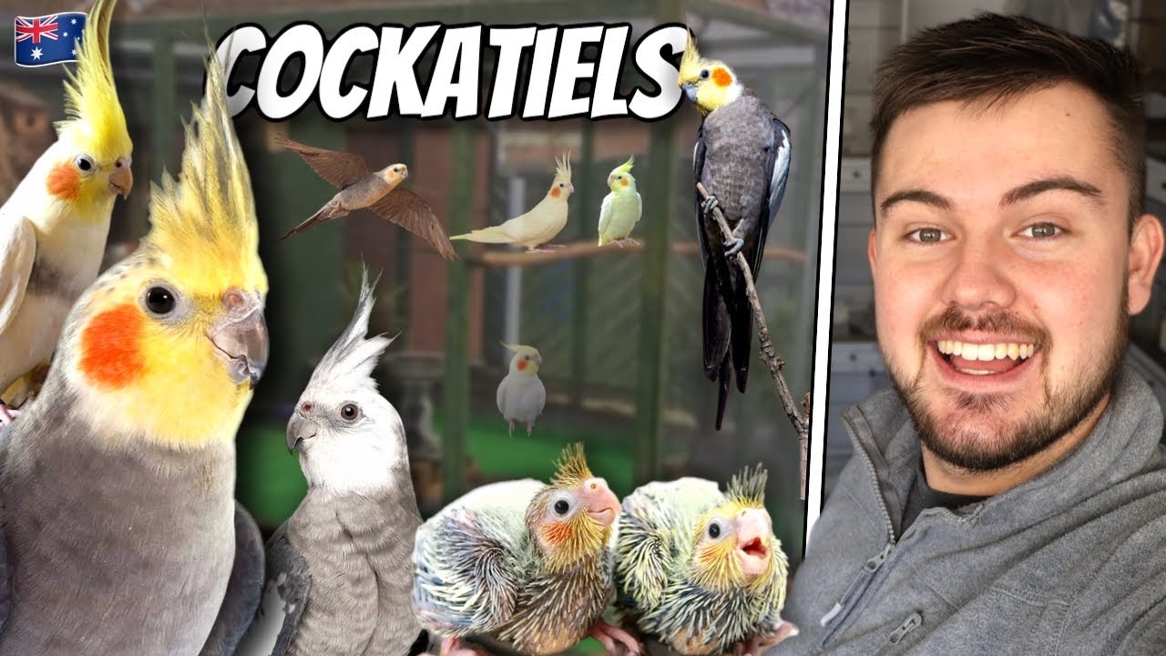 Raising Aviary Cockatiels! | 9/31