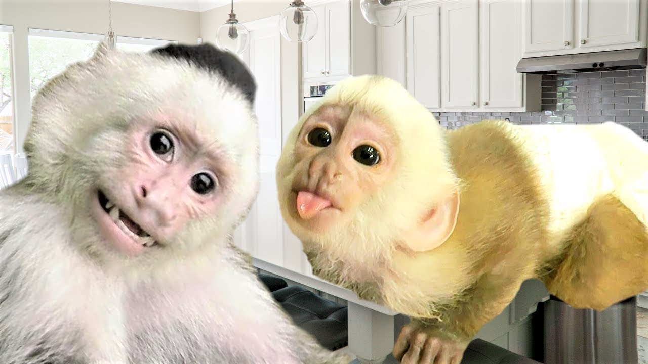 Baby Monkey Eats Supper with Big Sister! | Baby Monkey Bottle
