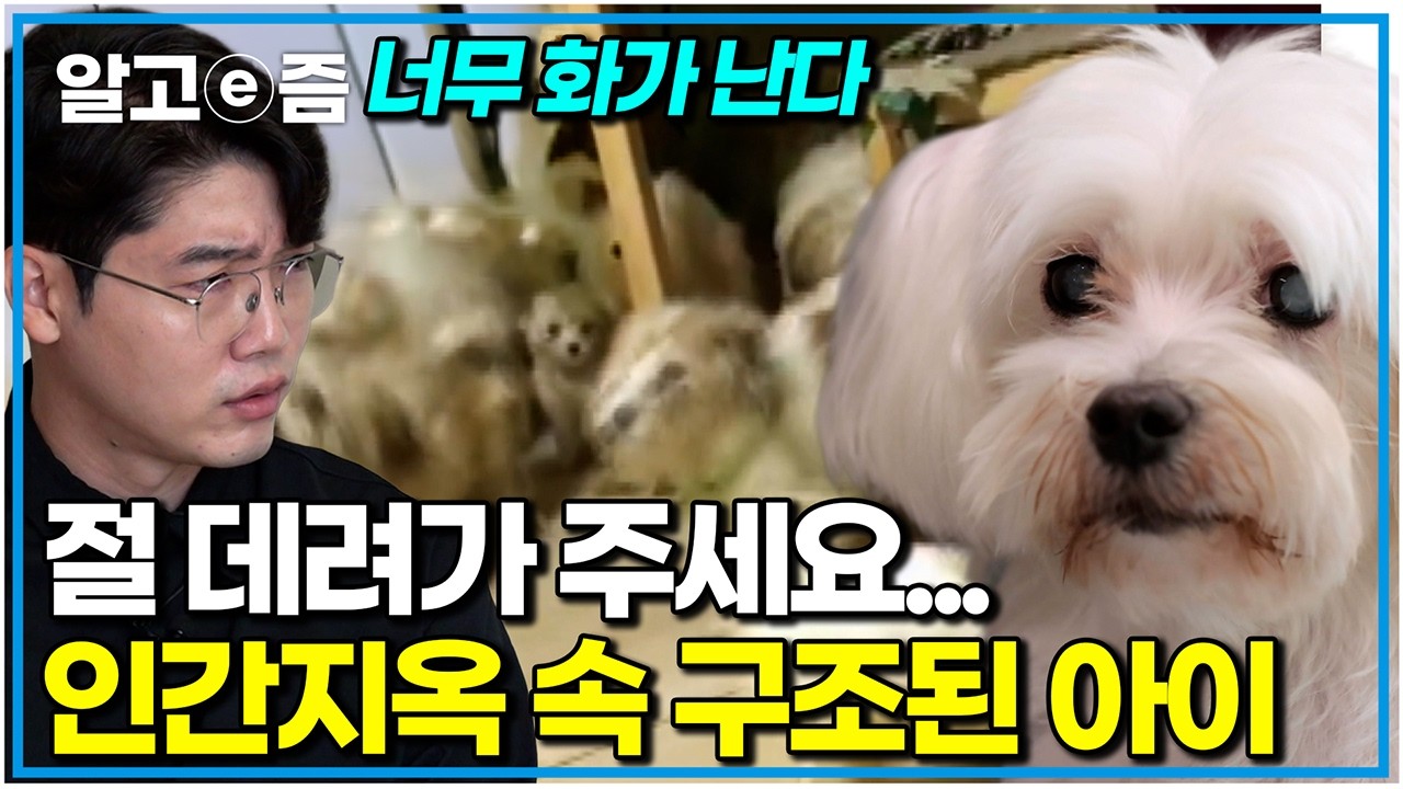 지옥 같은 애니멀 호더 집에서 구조된 강아지, 기적처럼 빛을 되찾다｜세상에 나쁜 개는 없다｜알고e즘