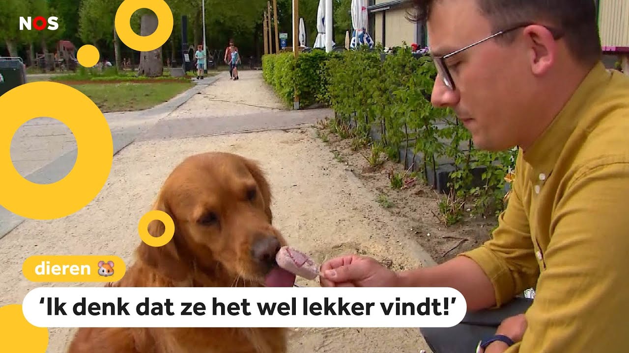 Honden smullen van honden-ijsjes
