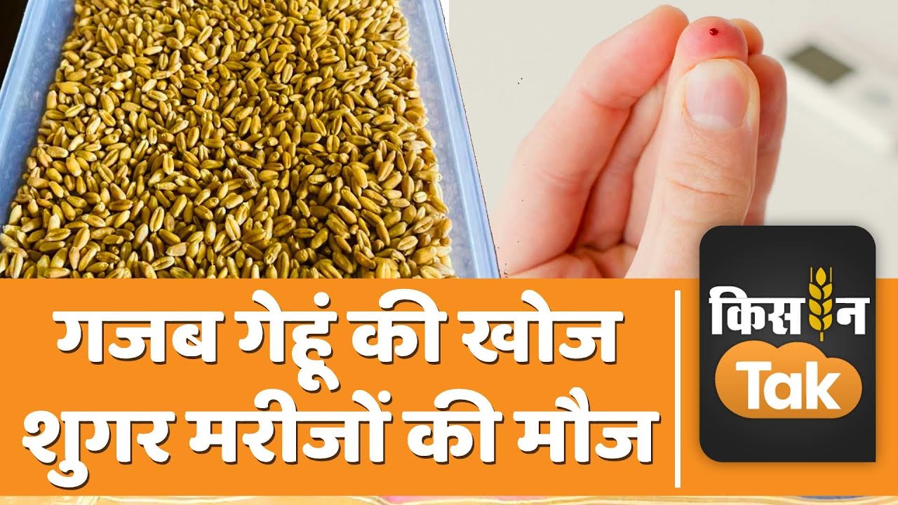 PBW RS1 Wheat Variety: Diabetes का रिस्क होगा कम, PAU ने तैयार की गेहूं की ऐसी किस्म | Kisan Tak