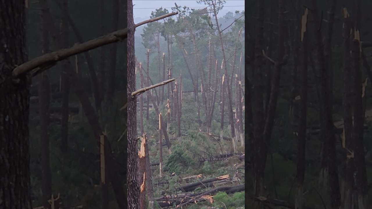 Cenario de Destrui&ccedil;&atilde;o na Mata entre Nazar&eacute; e Valado dos Frades - Depressao Kristin