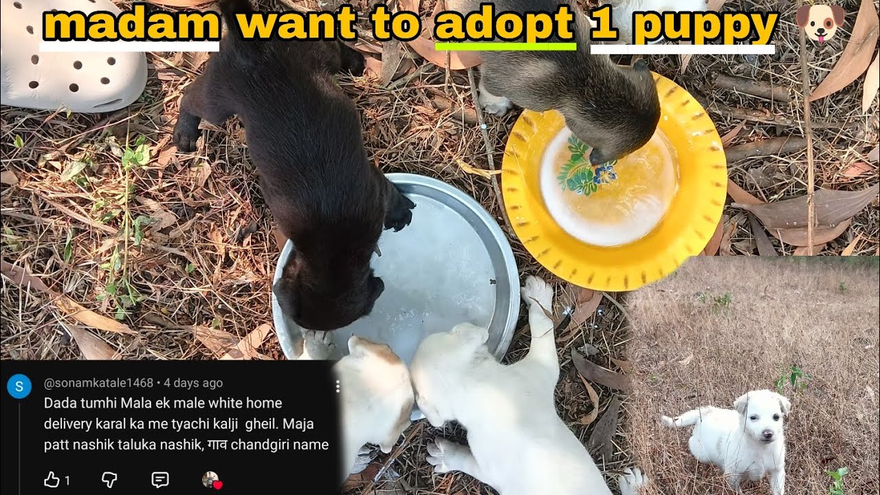 Madam Wants to Adopt My Rescue Puppy 🐶 | But She Lives Too Far 😢#marathivlog #adoptme 