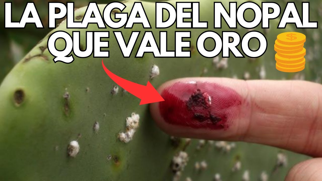 El Negocio MILLONARIO De La Cochinilla Del Nopal 🌵💰