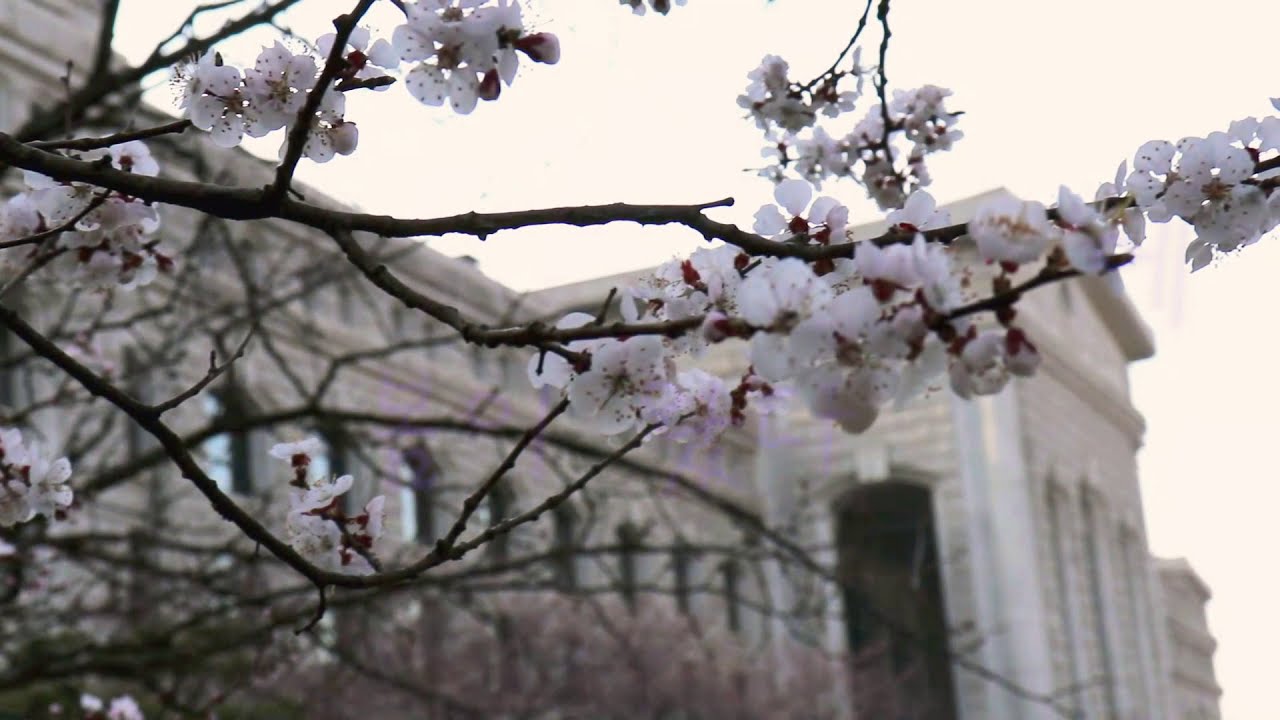 Spring in SunMoon (Cheonan campus)