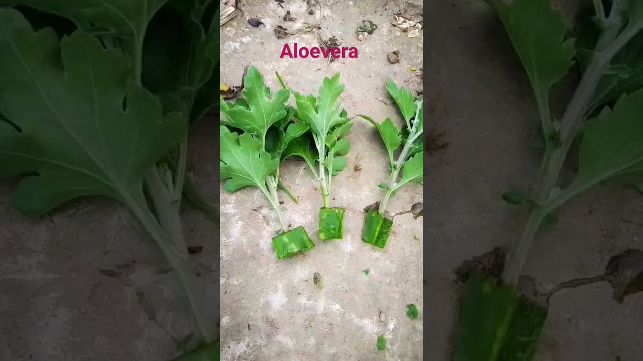 Chrysanthemum plants from cutting #nature #chrysanthemum #garden  #shorts #youtubeshorts #flowers