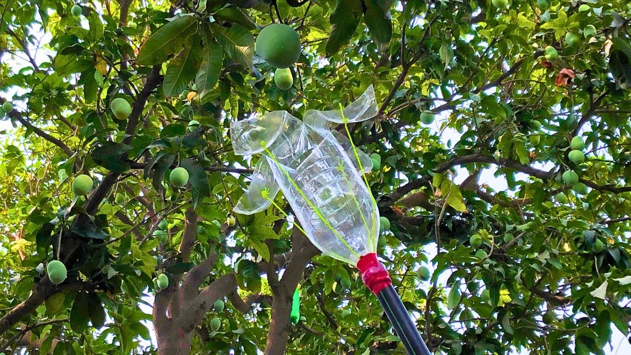 DIY Plastic Bottle Fruit Picker