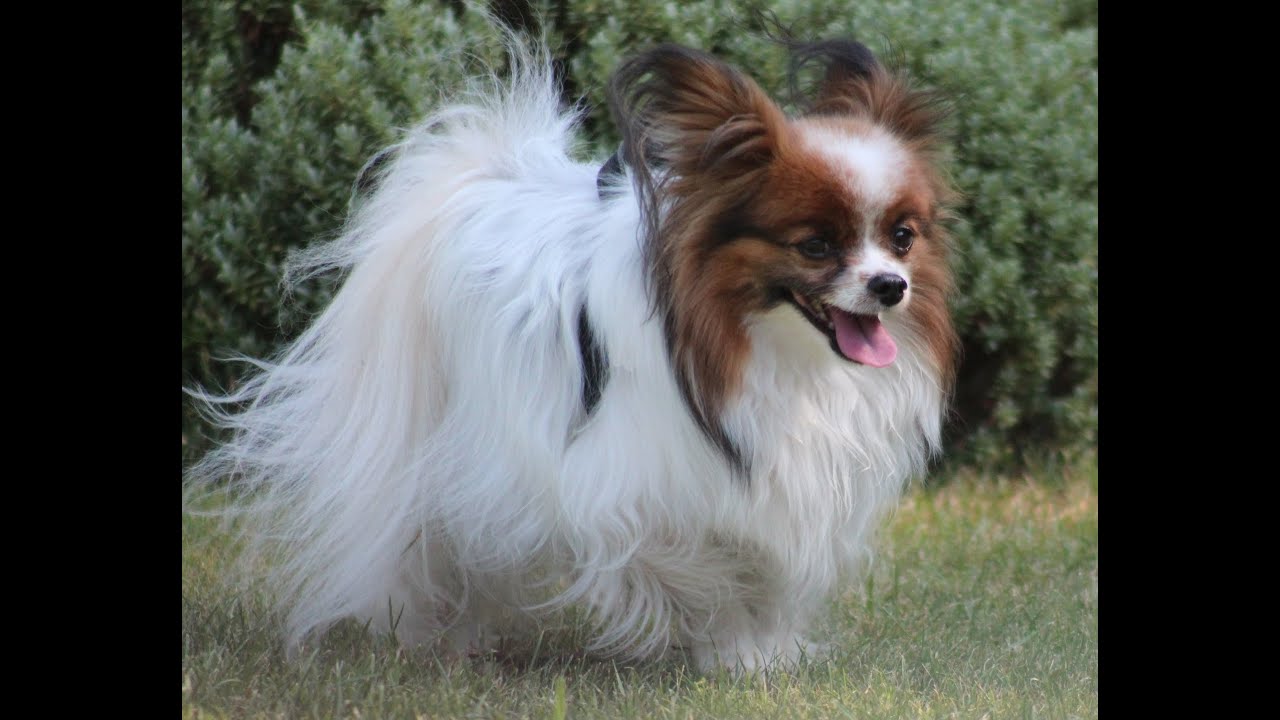 Erinnerungen an Papillon Alex
