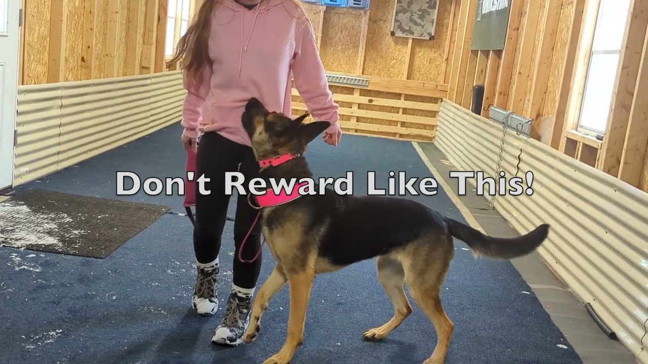 Competitive Focused Heeling Guide - How To Avoid Mistakes