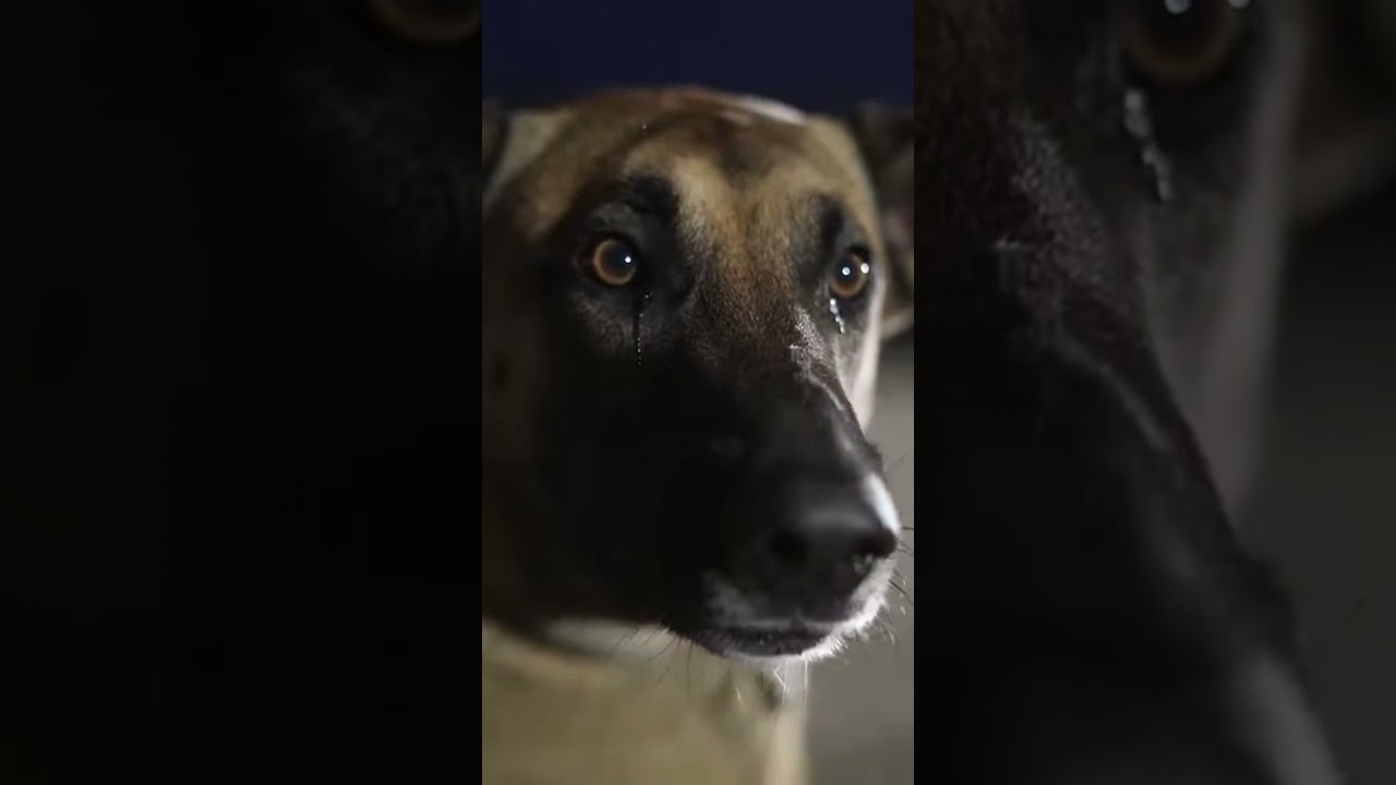 Military dog refuses to leave his wounded partner's side 💔