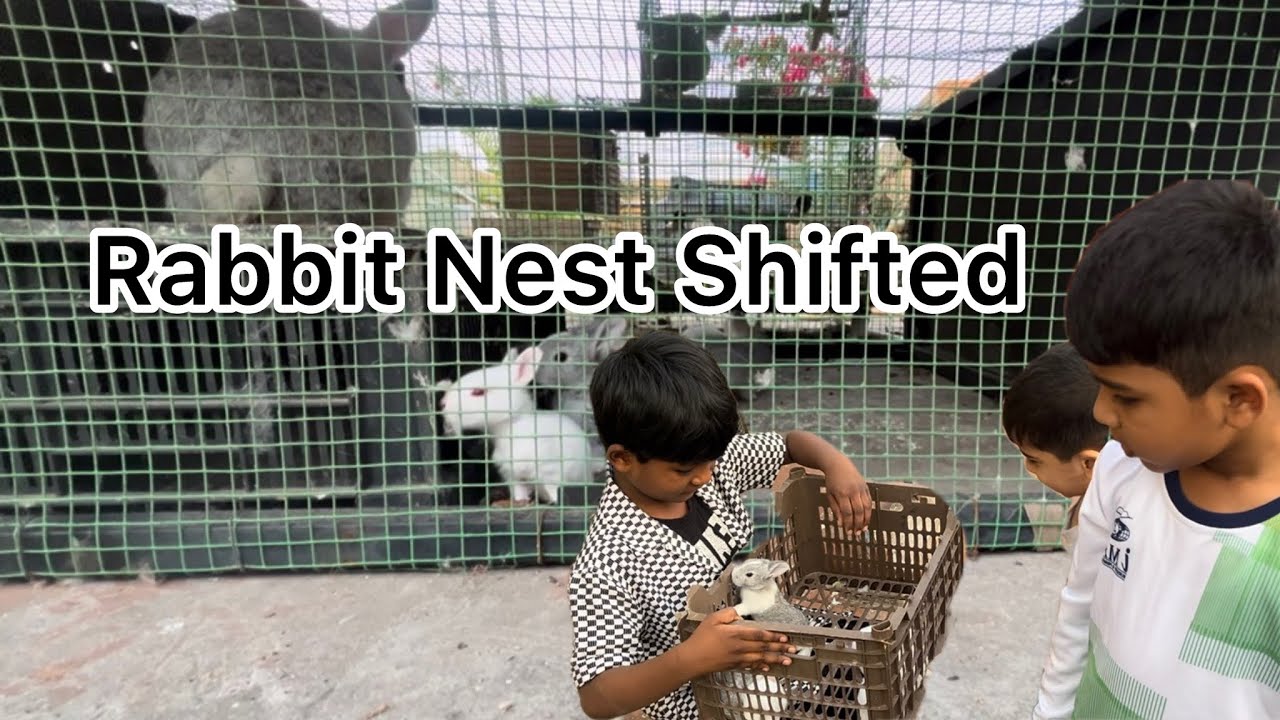 Rabbit Baby 🐇 Shifted to safe place #petsvlogs 