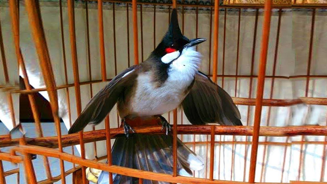 Chào mào hót sáng kích bổi - luyện giọng hay ép bổi sổ bọng và căng lửa - chào mào hót đấu