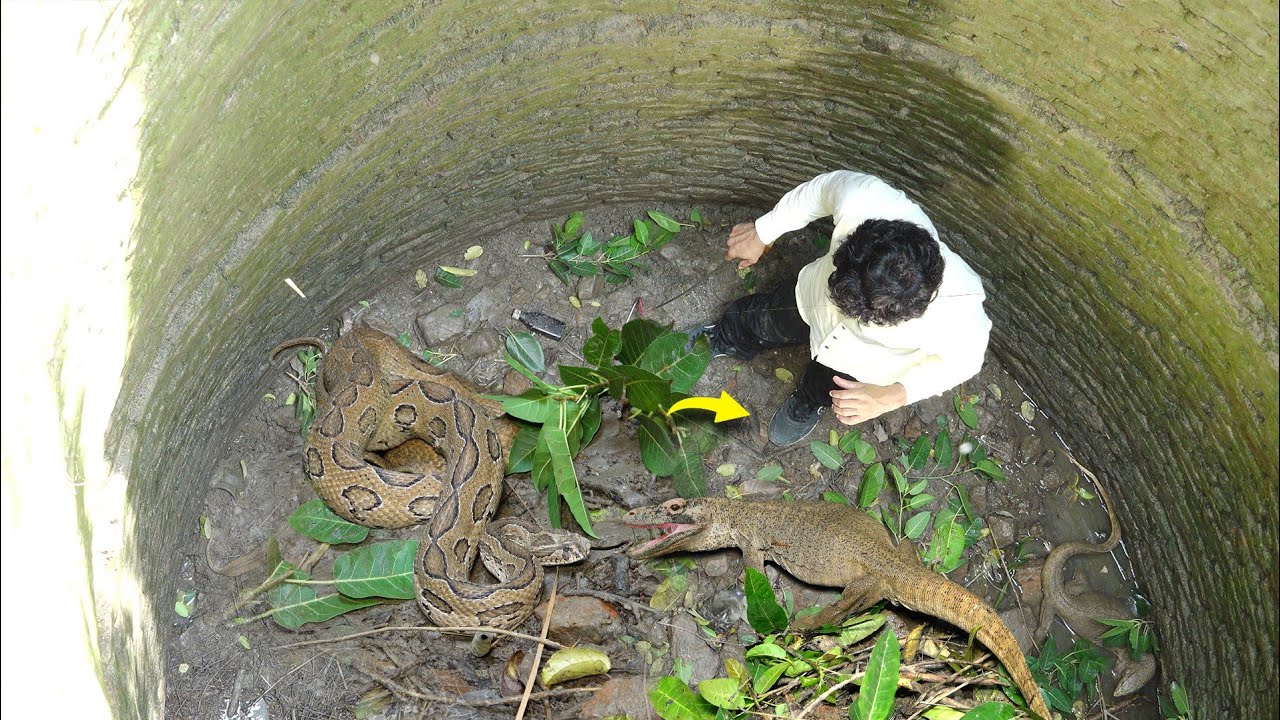 ऐसा कारनामा कैमरे में पहली बार कैद हुआ, एक कुएं में 2 खतरनाक जीव आमने सामने!😱 Viper Vs Lizard Rescue