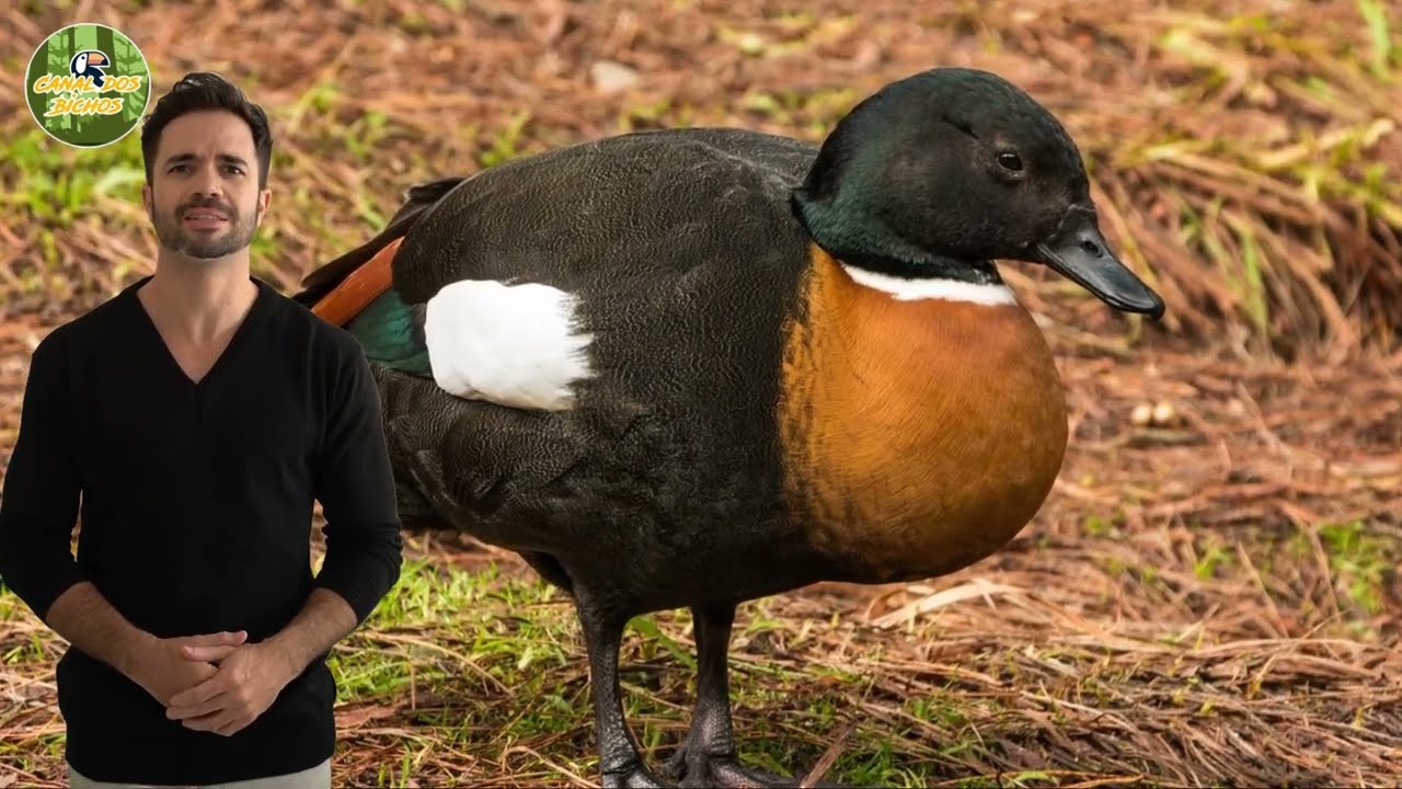 Pato-Australiano: O mestre da camuflagem das &aacute;guas