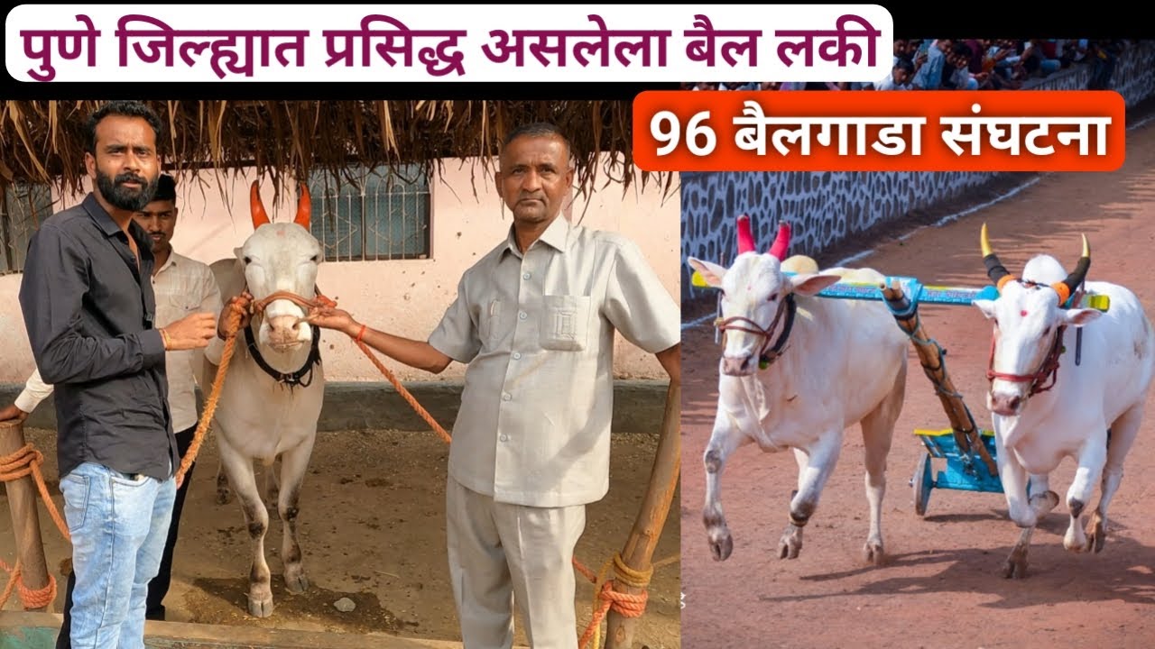 96 बैलगाडा संघटना बाबाजीशेठ पांडुरंग टेमगिरे, निघोटवाडी पुणे जिल्हा | Bailgada Sharyat
