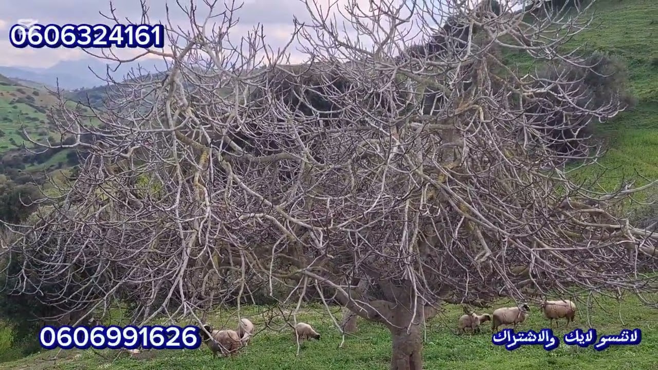 قطعة ارضيه ملكية 5000متر فيها 3ديور بلدين وكوري واصلا الضوء الماء والطريق نواحي الخميس انجرة طنجة