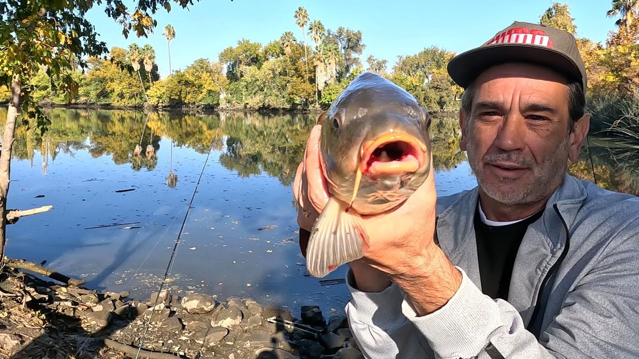 Охота на крупного карпа в водах дельты!!