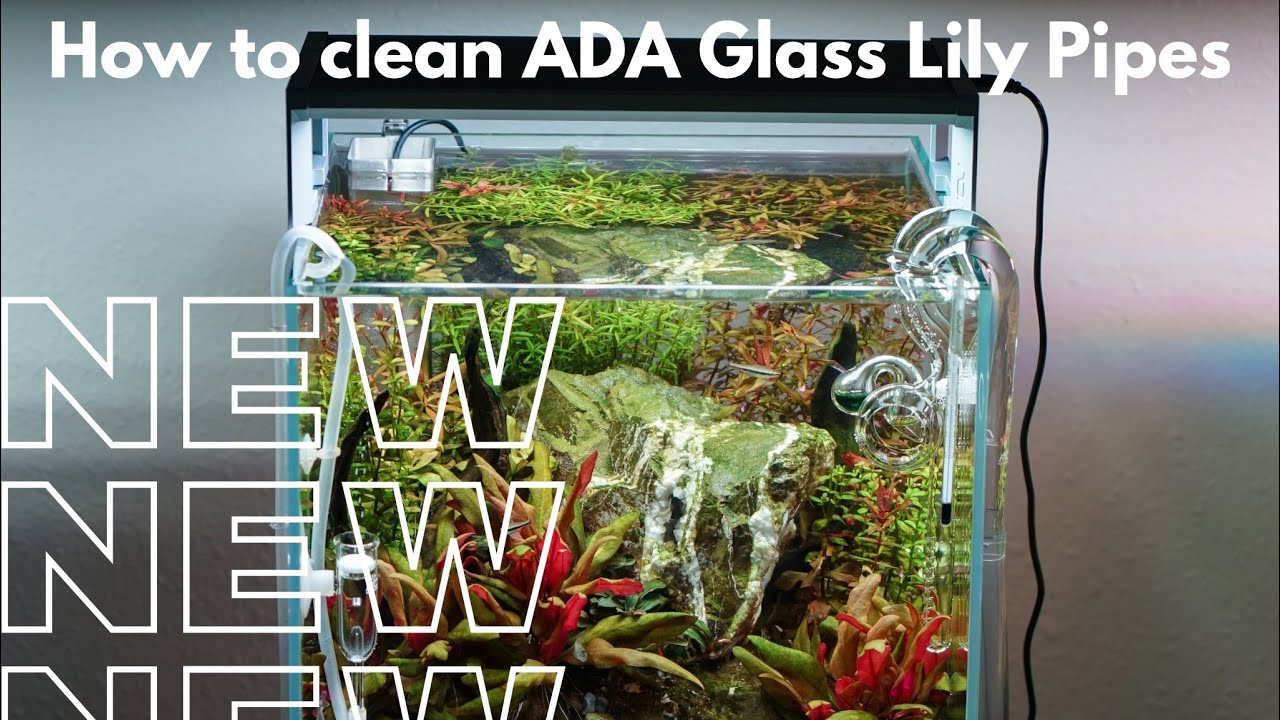 How to clean ADA Glass Lily Pipes