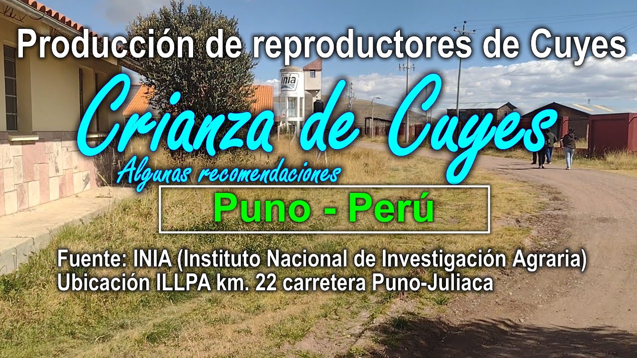 Crianza de Cuyes INIA Puno (Algunas Recomendaciones)
