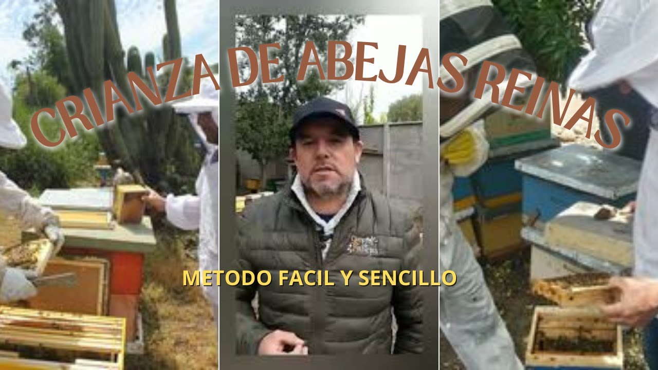 Metodo sencillo de Crianza de Abejas Reinas con un metodo de regulacion de temperatura