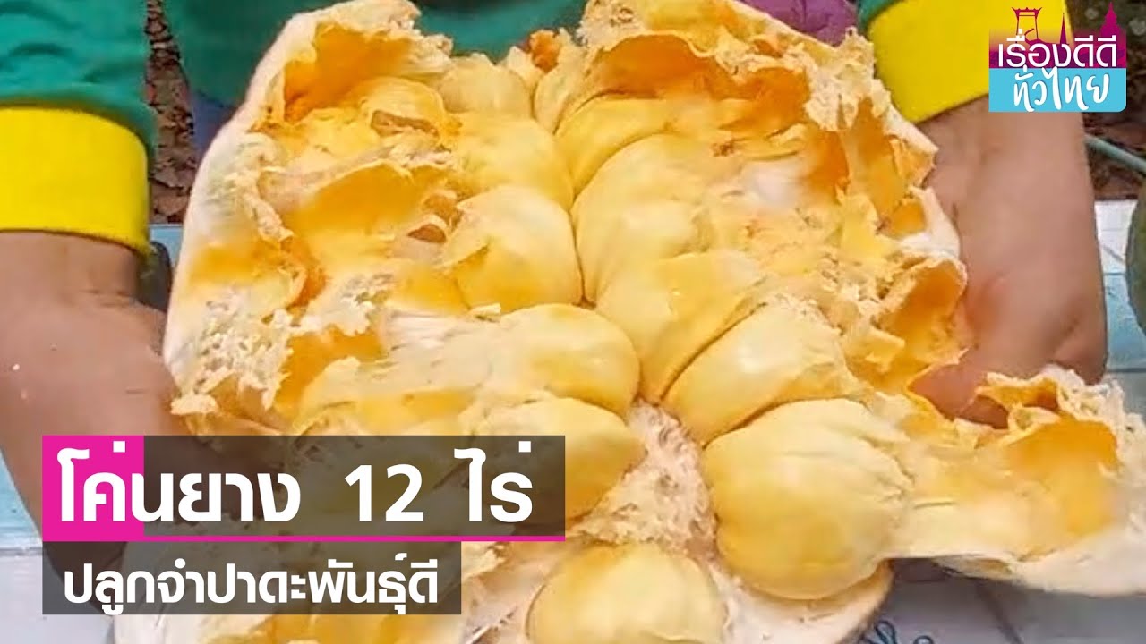 โค่นยาง12ไร่ ปลูกจำปาดะส่งขาย ตปท.  | เรื่องดีดีทั่วไทย | 5-7-66
