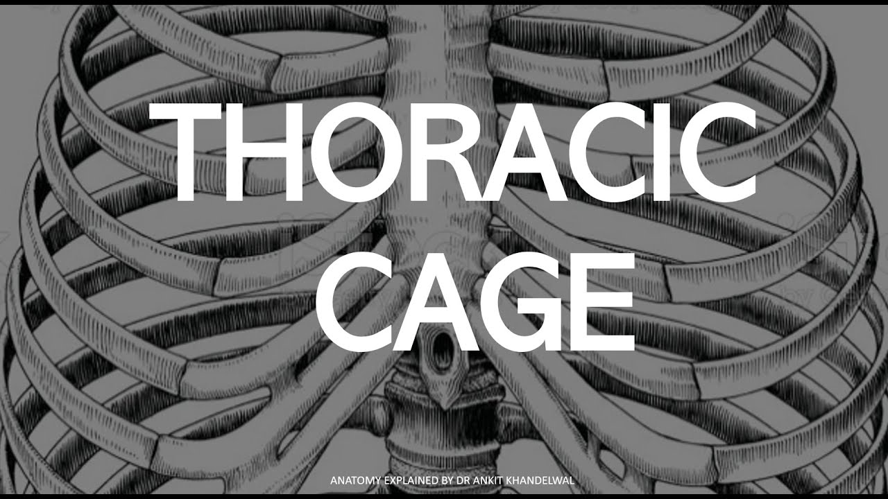 THORACIC CAGE (Hindi) II Dr Ankit Khandelwal