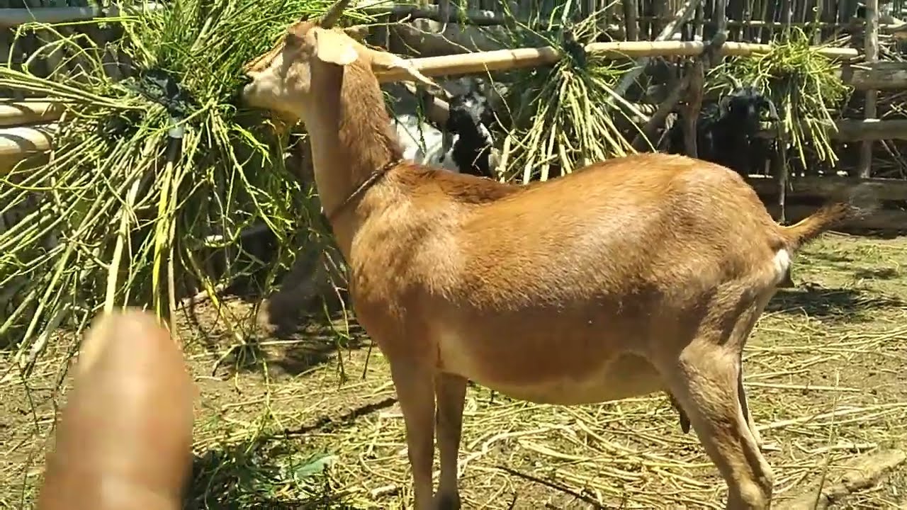 CIRI CIRI KAMBING KACANG,,YANG ASLI DAN BAIK UNTUK DIBUDIDAYAKAN.. @peternakkambingdesa