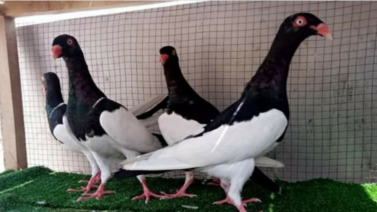 Pure Israeli khal Racer pigeons || Fighter kabootar | pigeons Roy