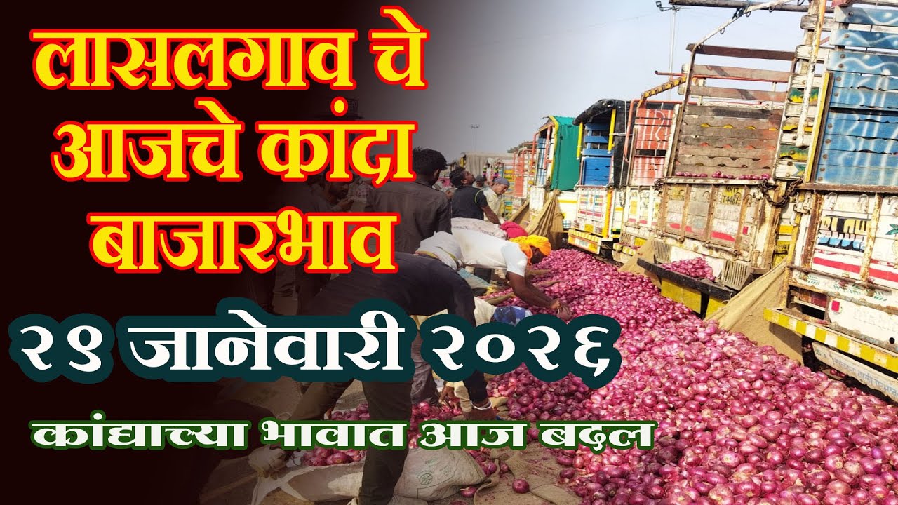 लासलगाव बाजार समिती आजचे कांदा बाजारभाव Lasalgaon Onion Market Rate Today 29 January 2026