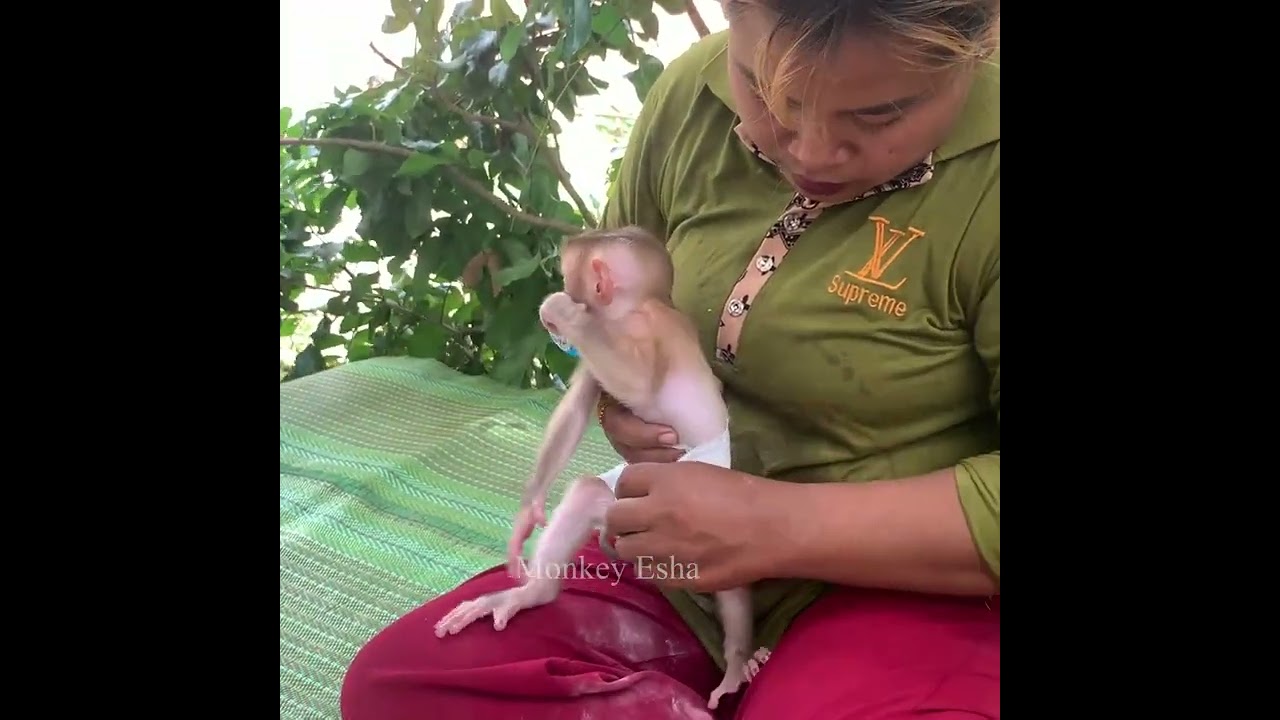 Baby monkey Esha didn't want mum wear diaper and clothes for him.Does he hate its?
