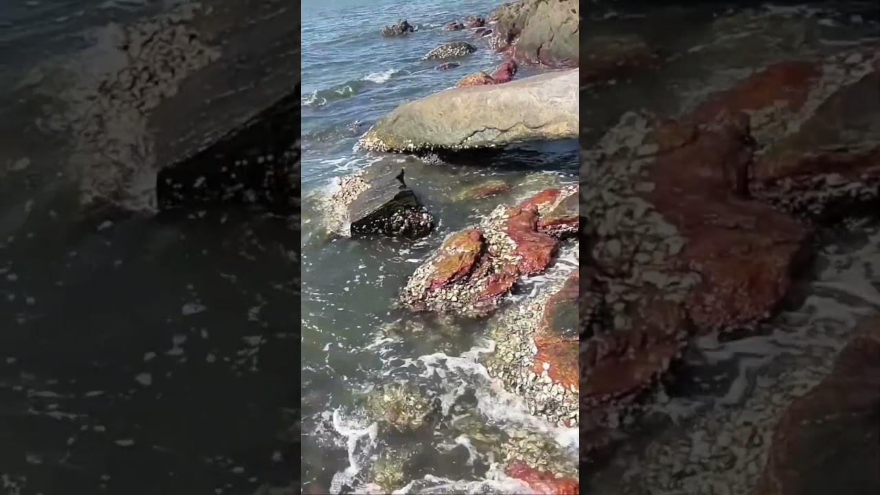 TODA HORA UM! 🎣 Robalo no Sahy (Camar&atilde;o Mar&eacute;)