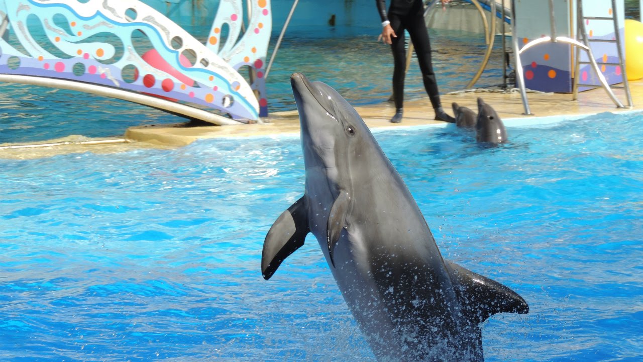 Les dauphins - Marineland 2014