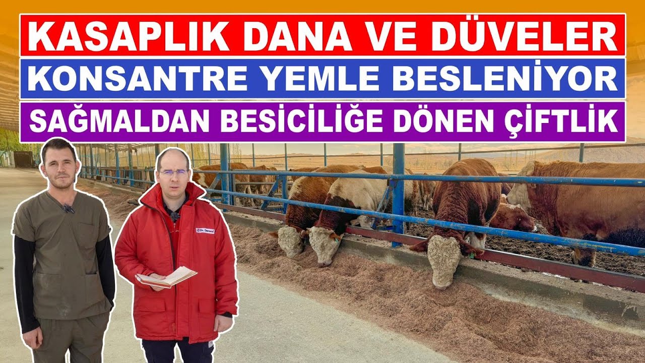 Kasaplık Dana ve Düveler Konsantre Yemle Besleniyor | Sağmaldan Besiciliğe Dönen Çiftlik