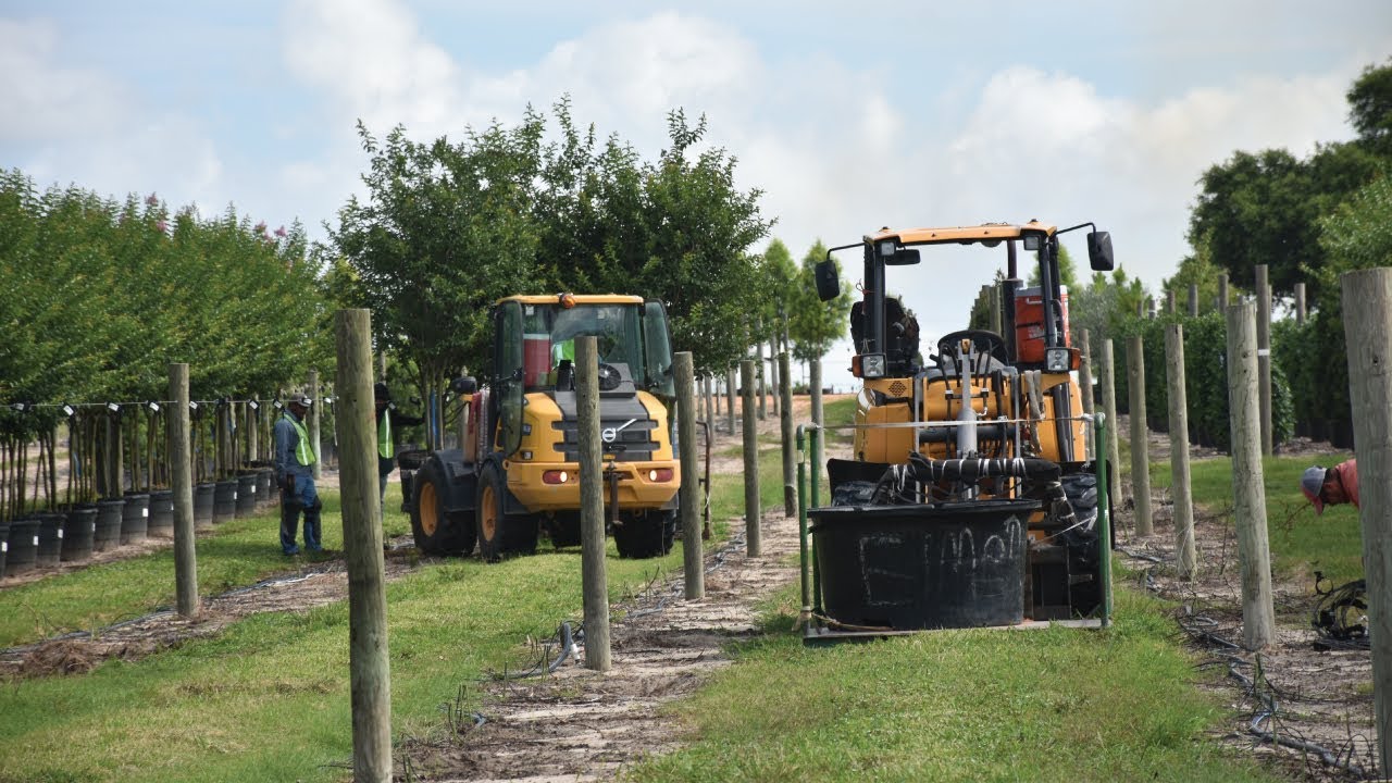 Volvo Loaders Vital to One of Florida’s Largest Ornamental Tree Nurseries