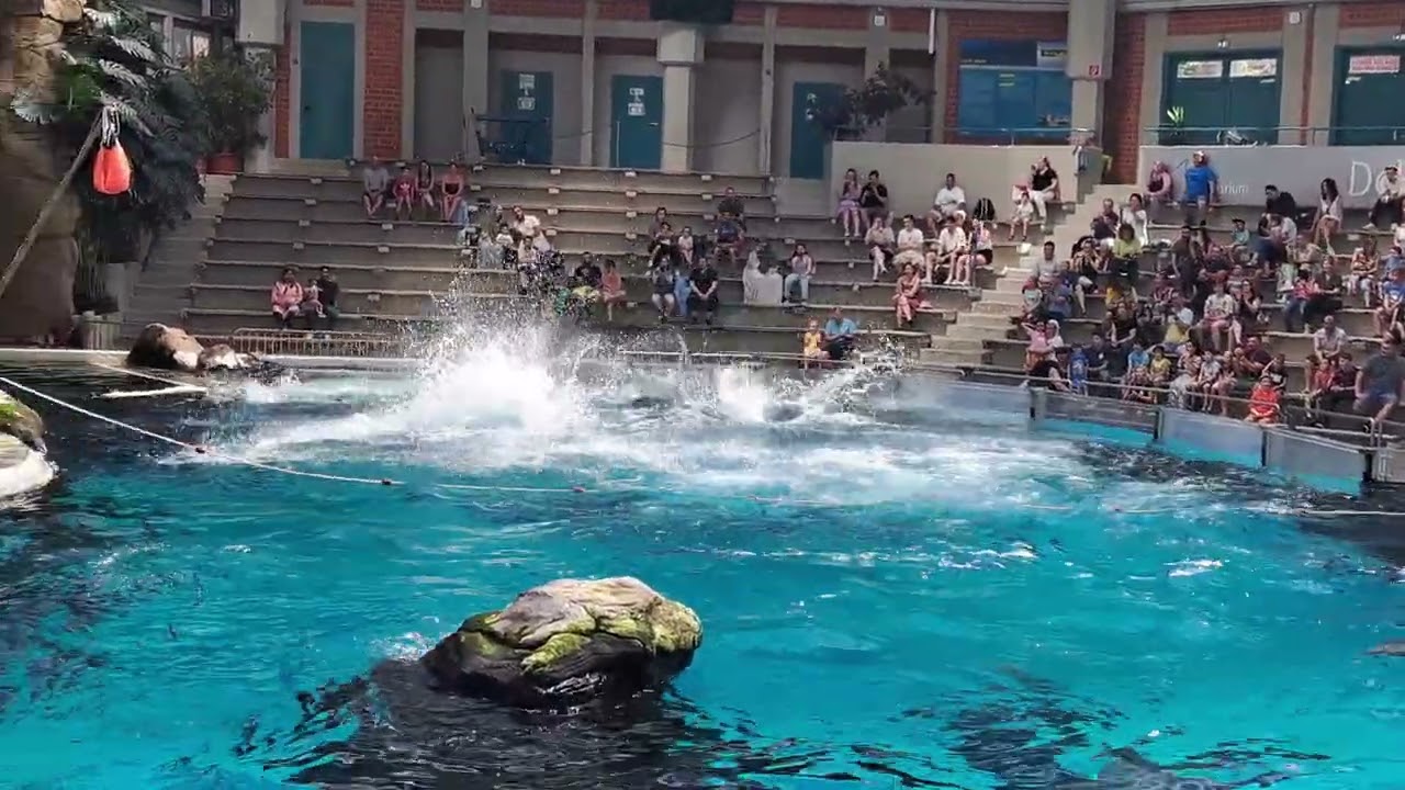 Zoo Duisburg 2023 - Impressionen - Delfine sind auch dabei!
