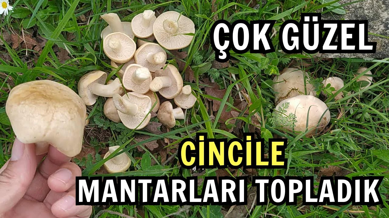 &Ccedil;ok G&uuml;zel Cincile (Cicil) Mantarları Bulduk. Yağmurdan Sonra Cincile Mantarı Topladık.